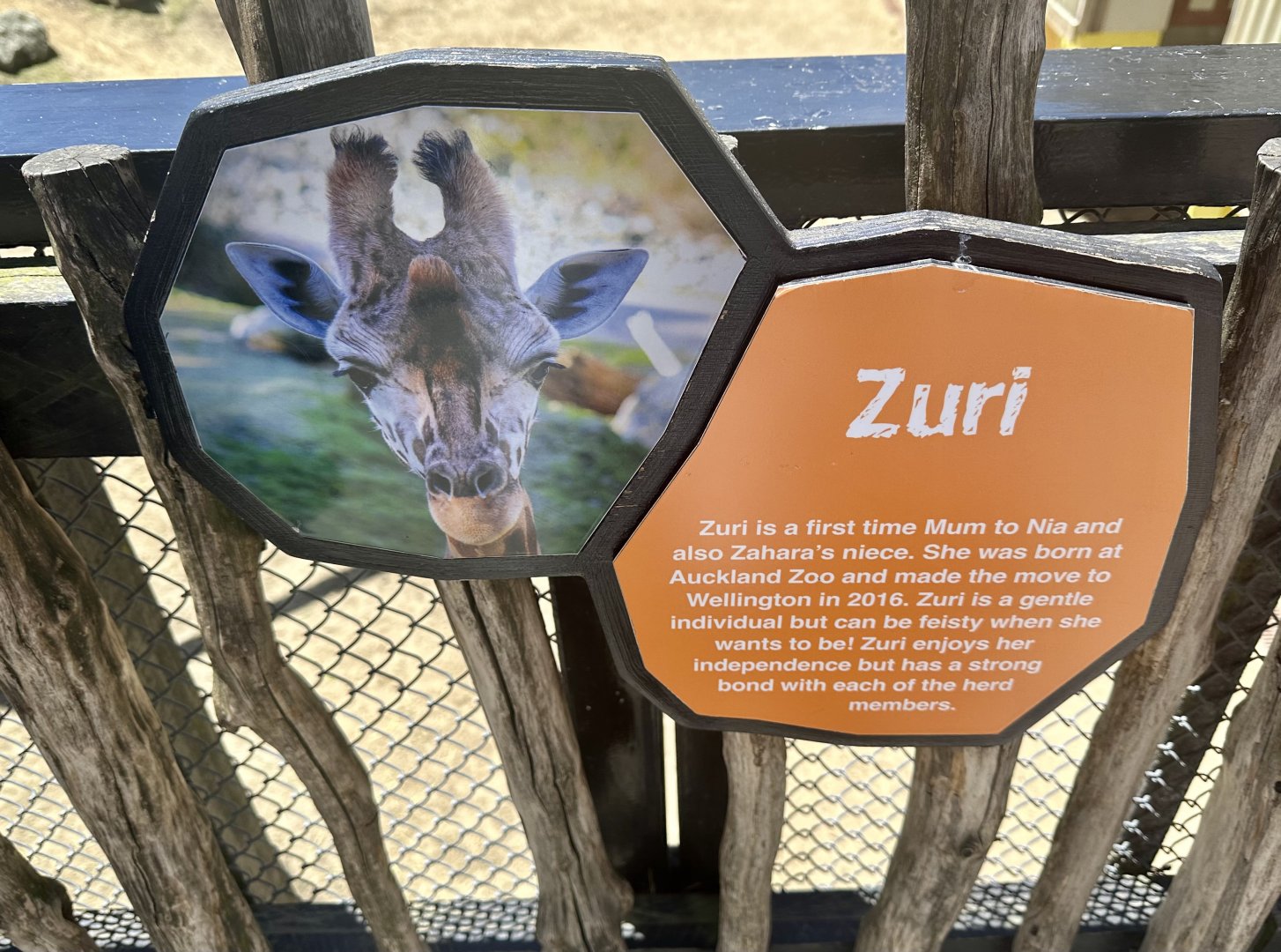 Giraffe Profile (Zuri)