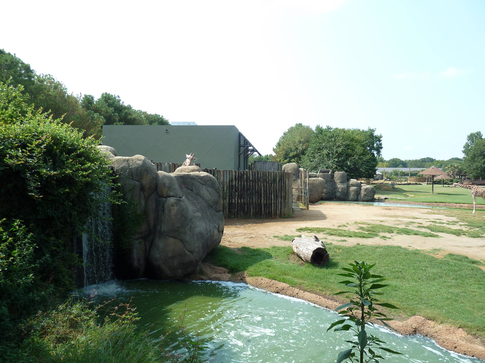 Giraffe/Pygmy Hippo/Ground Hornbill Exhibit