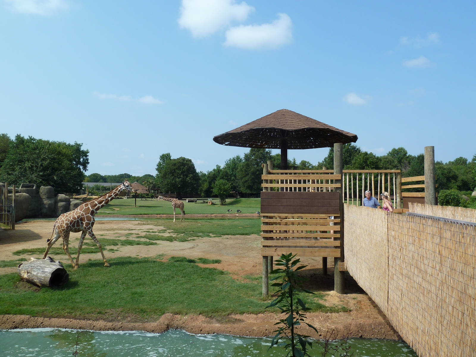 Giraffe/Pygmy Hippo/Ground Hornbill Exhibit