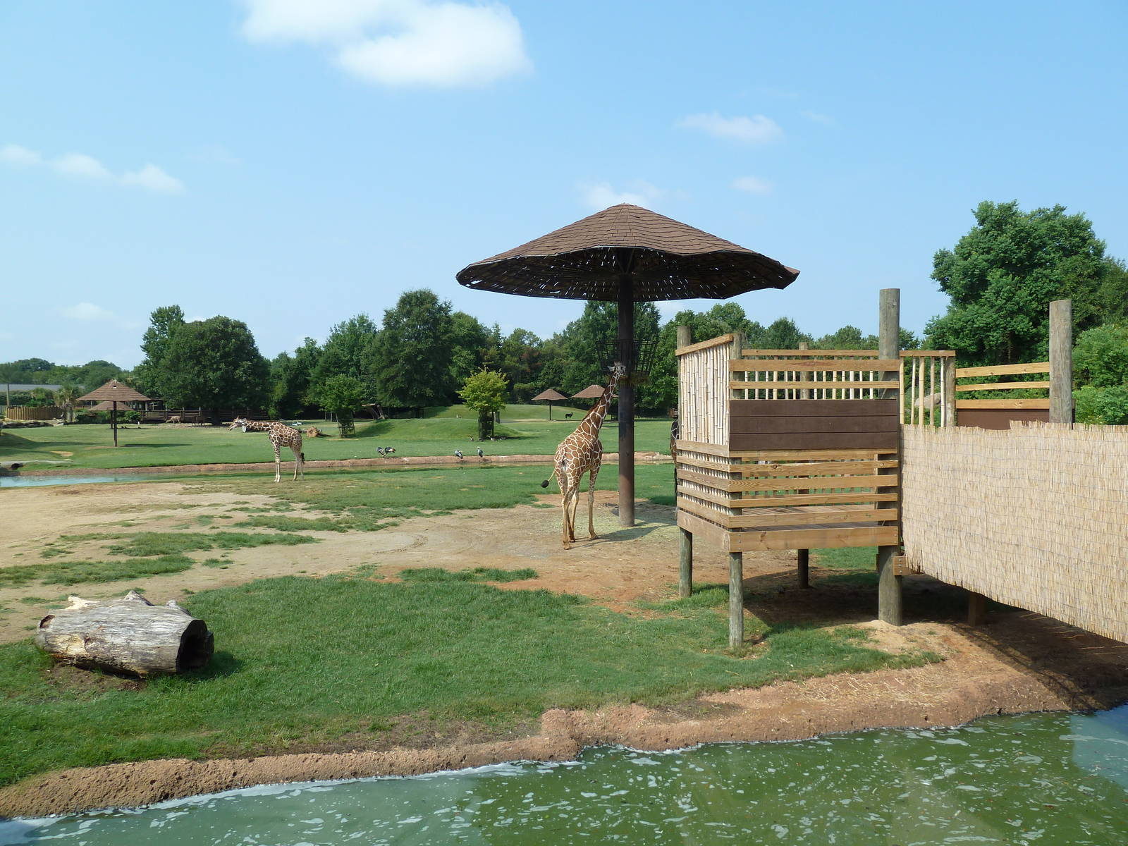 Giraffe/Pygmy Hippo/Ground Hornbill Exhibit