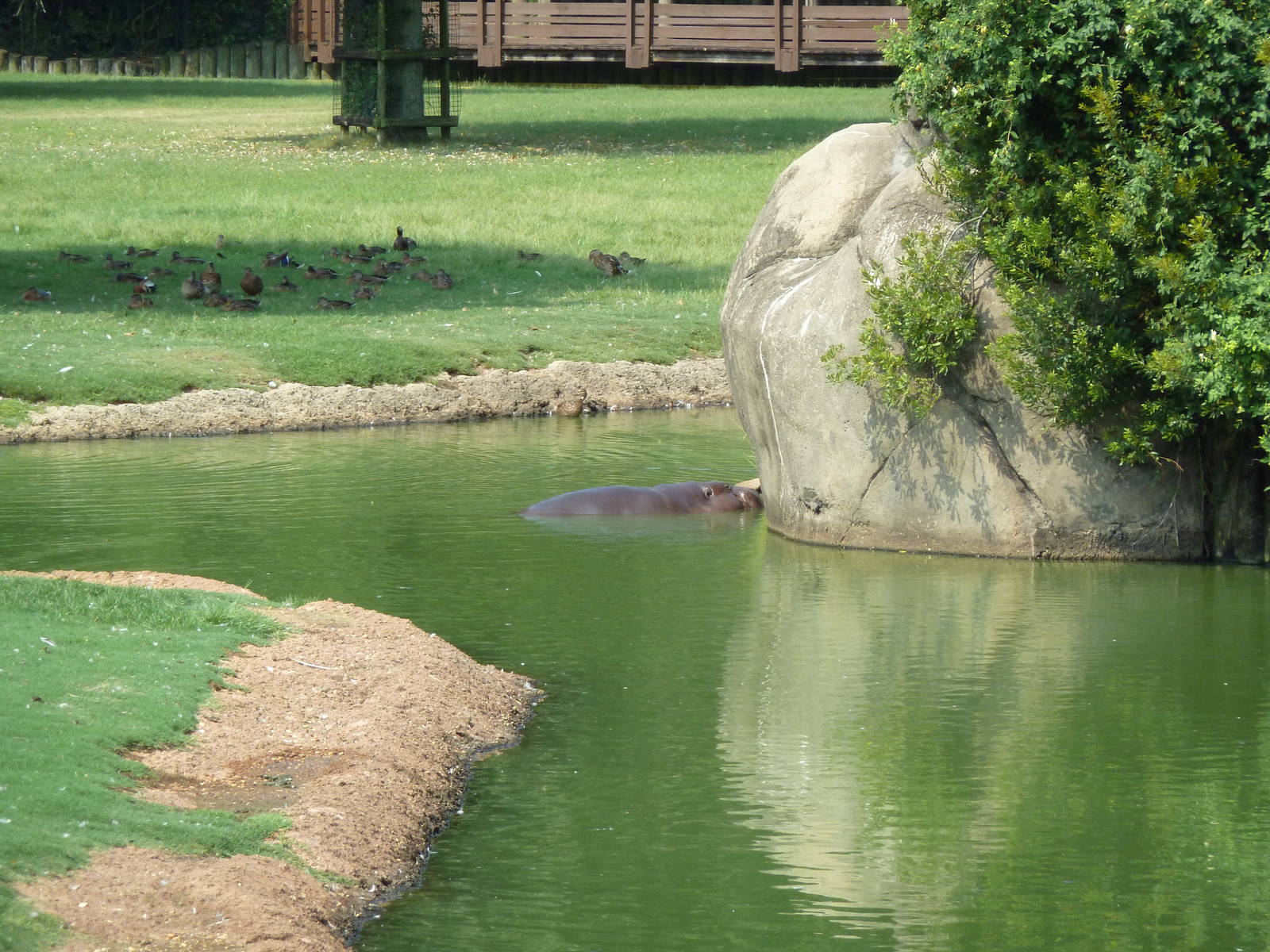 Giraffe/Pygmy Hippo/Ground Hornbill Exhibit