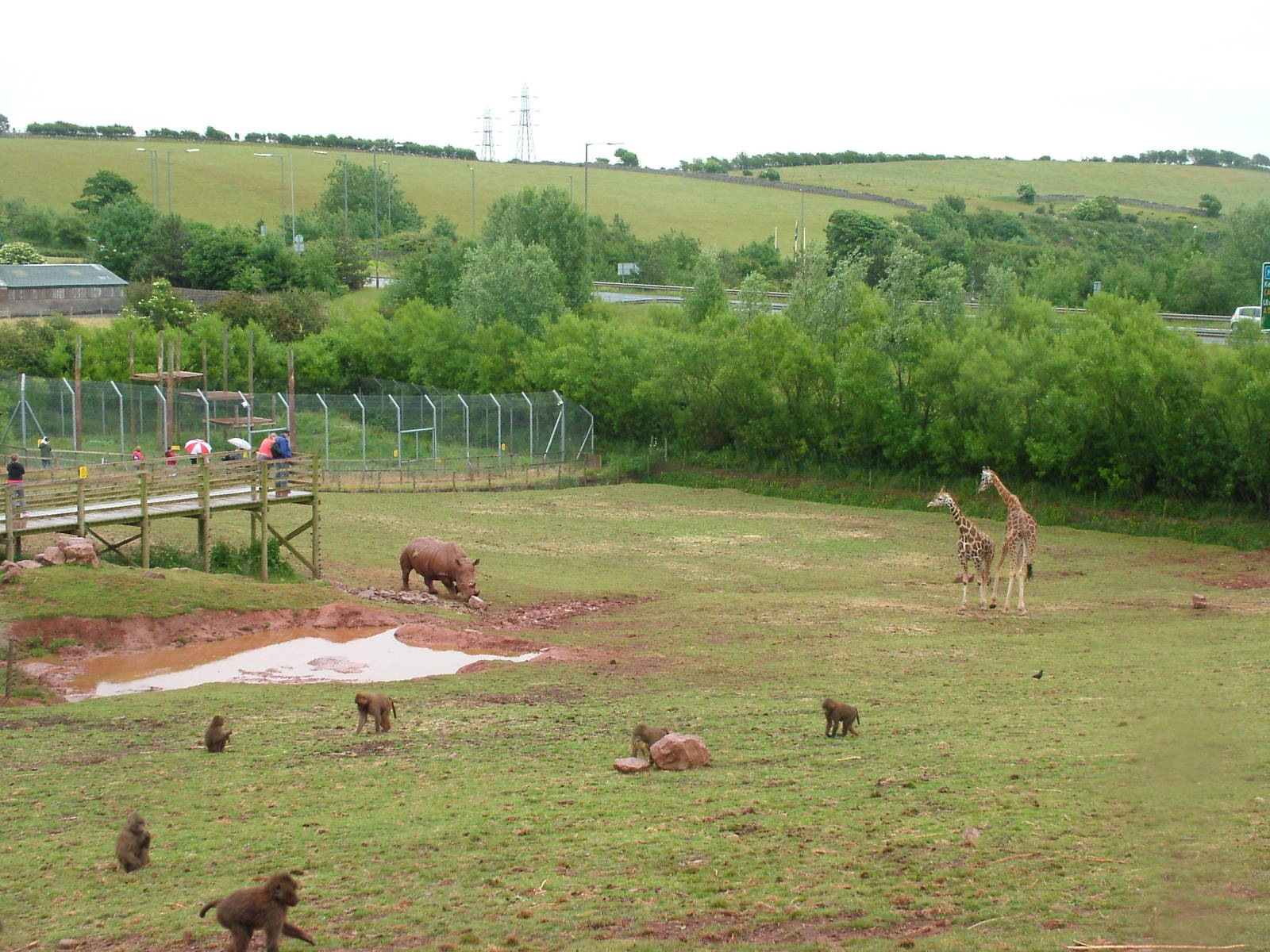 Giraffe, Rhino and Baboon paddock at South Lakes WAP 2008