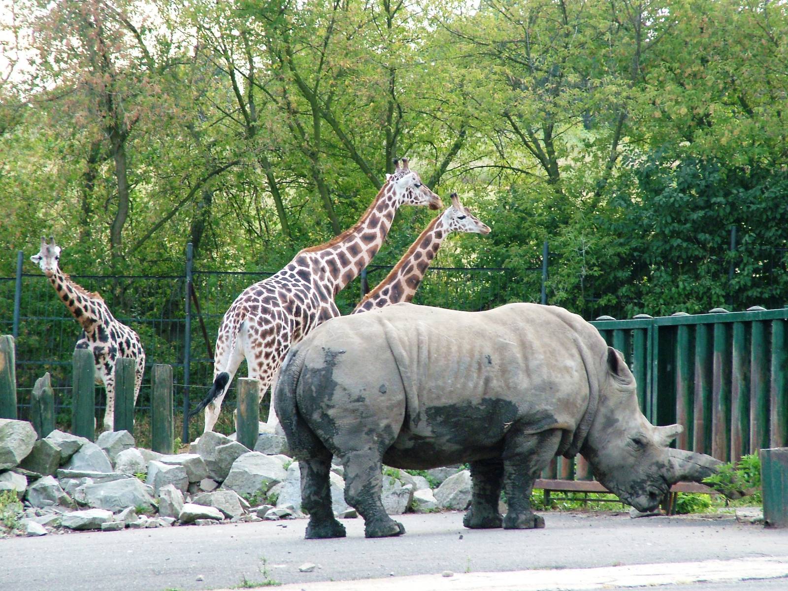 Giraffe/Rhino/Antelope House at Usti, 29/08/12