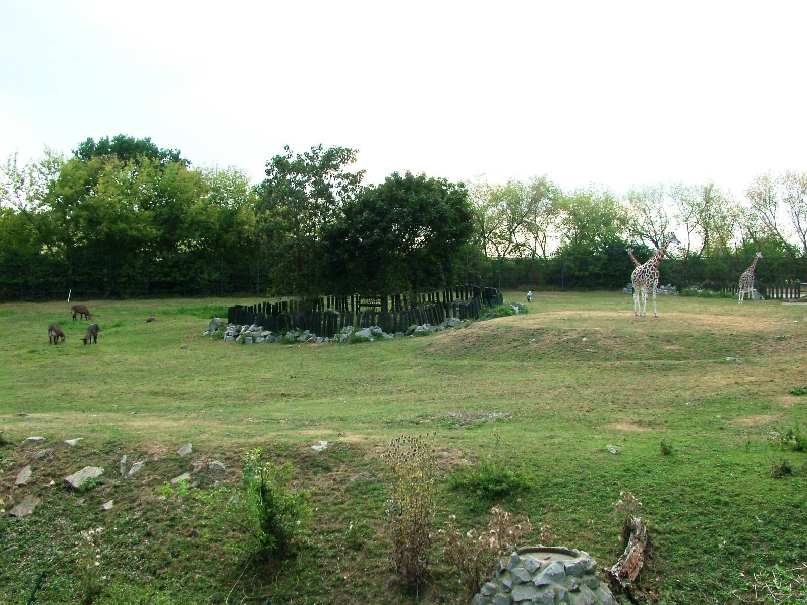 Giraffe/Rhino/Antelope House at Usti, 29/08/12
