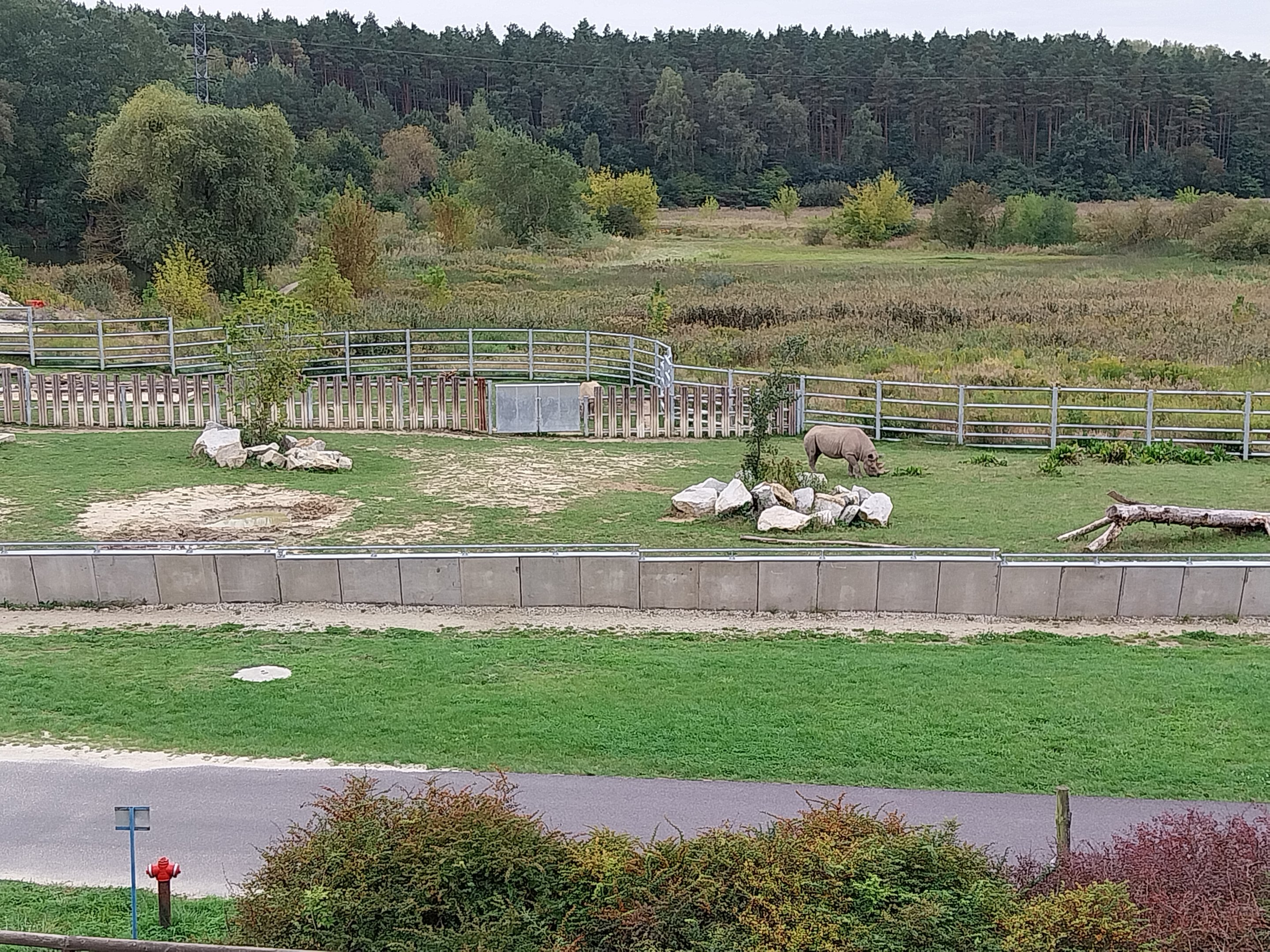 Giraffe & Rhino Building - Eastern Black Rhino (Diceros bicornis michaeli)