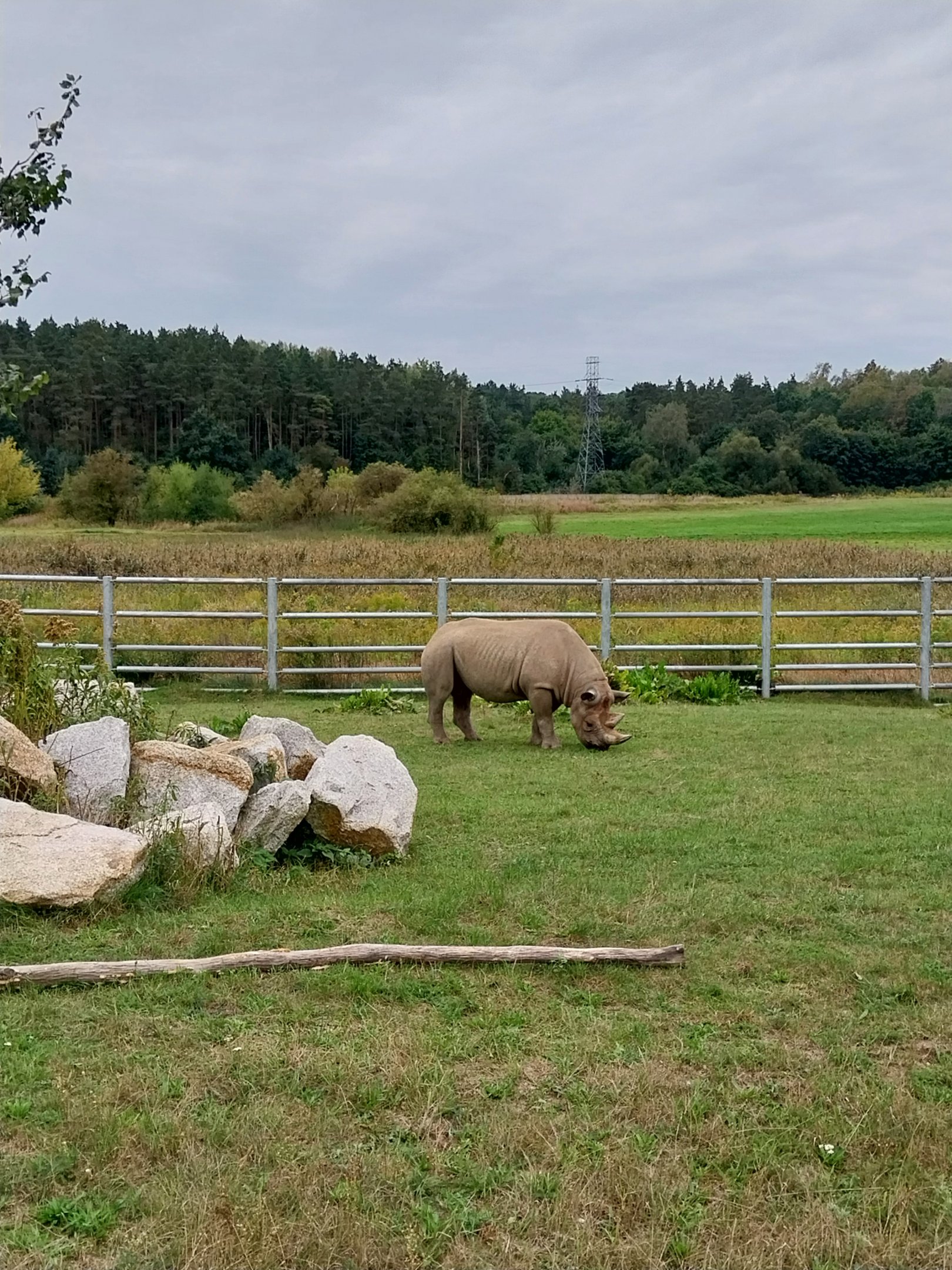 Giraffe & Rhino Building - Eastern Black Rhino (Diceros bicornis michaeli)