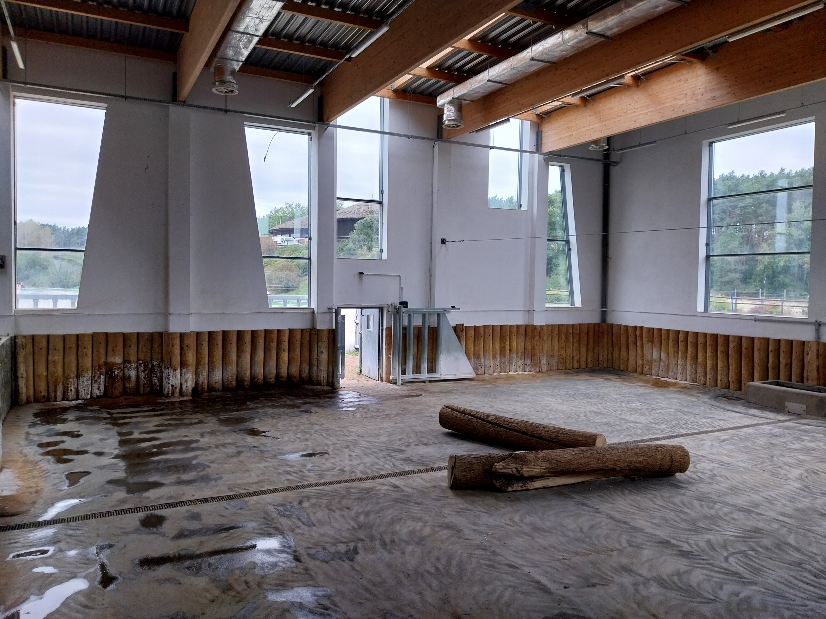 Giraffe & Rhino Building - Eastern Black Rhino (Diceros bicornis michaeli)