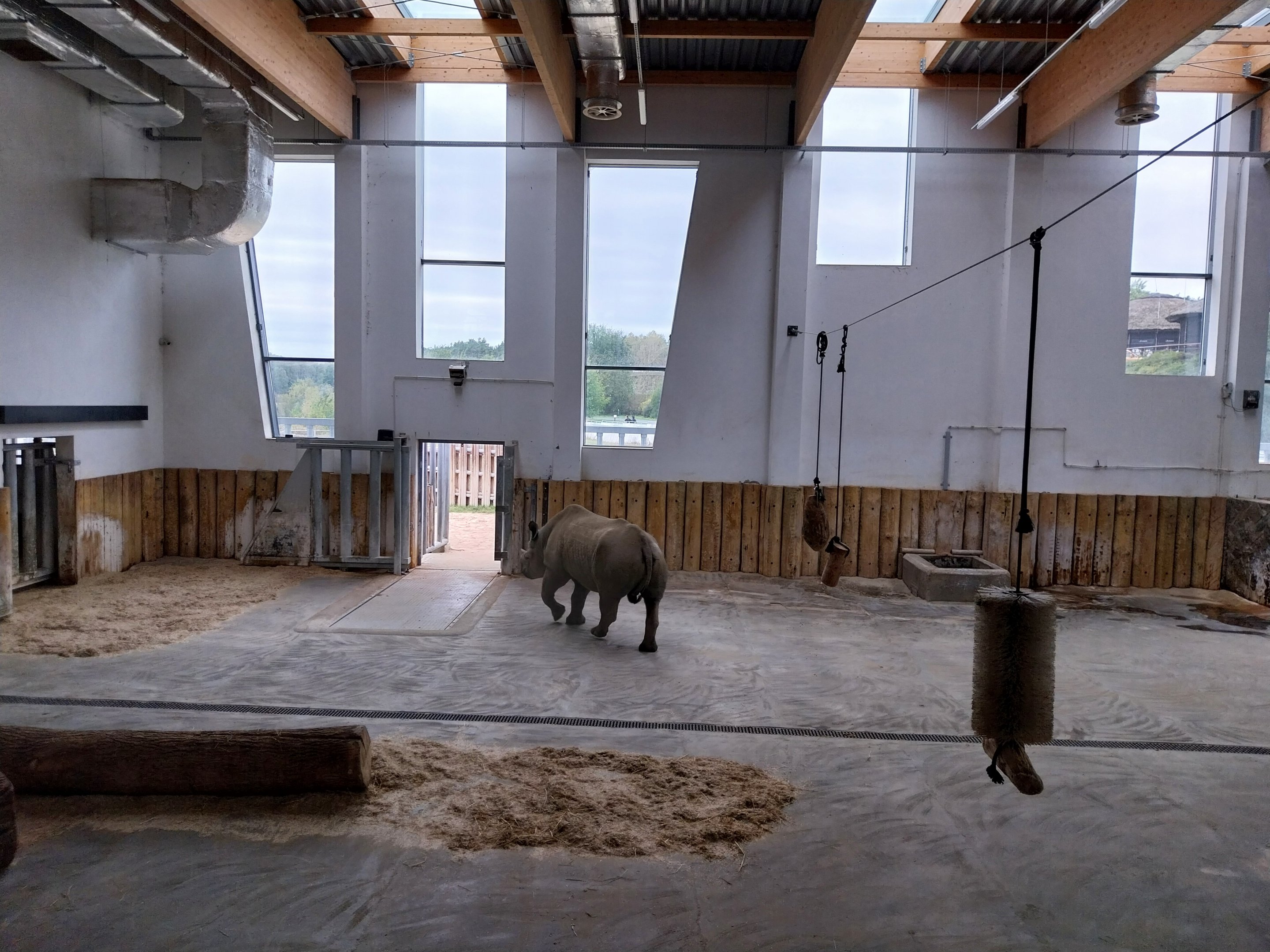 Giraffe & Rhino Building - Eastern Black Rhino (Diceros bicornis michaeli)