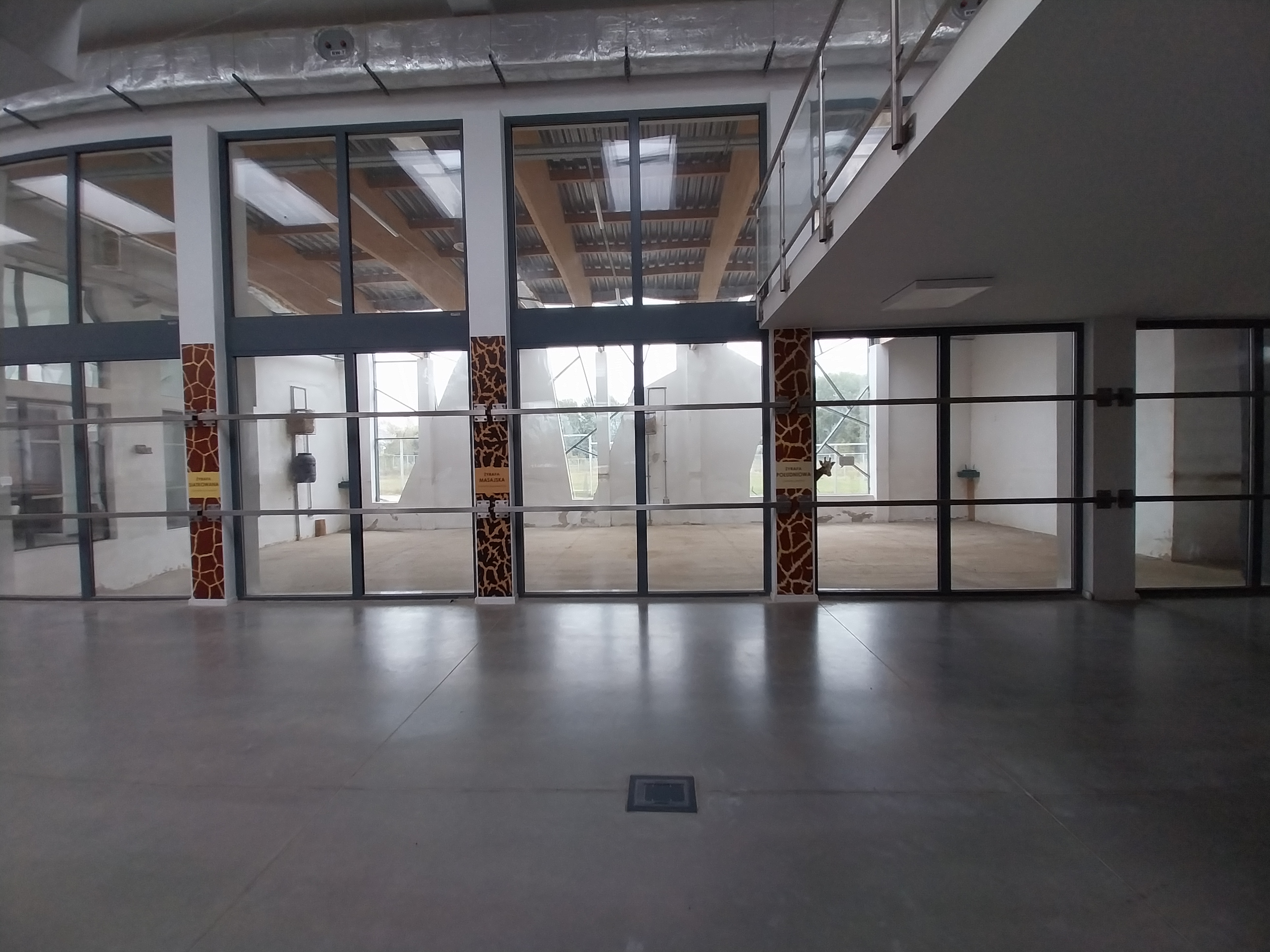 Giraffe & Rhino Building - Rothschild's Giraffe (Giraffa camelopardalis rothschildi)