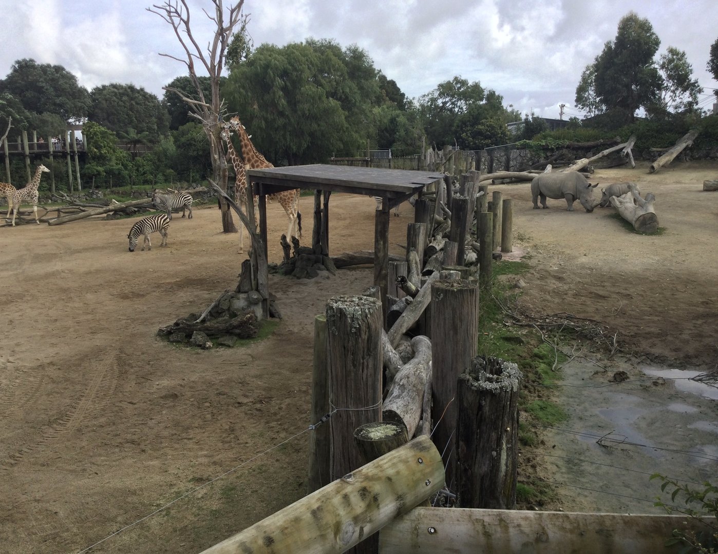 Giraffe/Rhino Dividing Wall