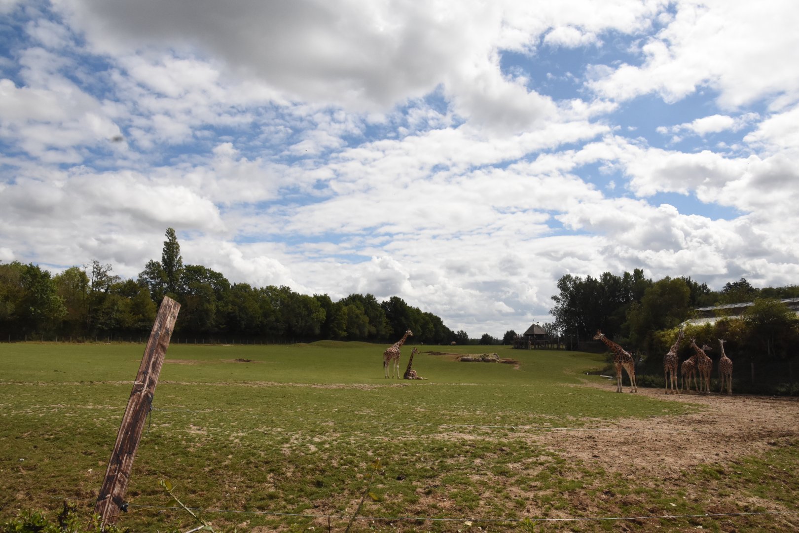 Giraffe & Rhino savanna