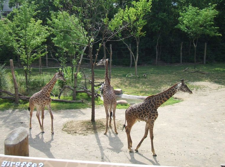 Giraffe Ridge-Akillah + Tessa + Kimba-Masai Giraffes