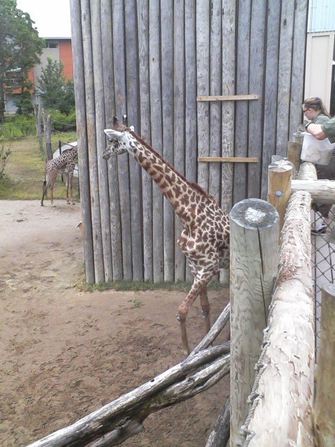 Giraffe Ridge Feeding Area