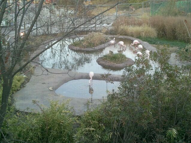 Giraffe Ridge-Greater Flamingo exhibit