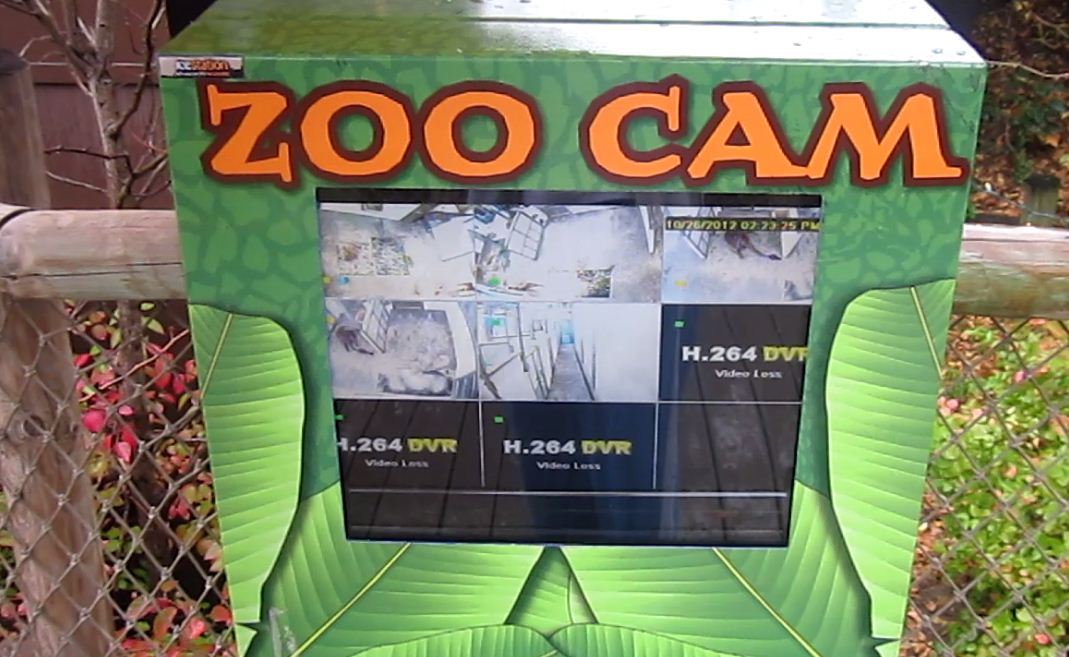 Giraffe Ridge-Masai Giraffe-Zoo Cam