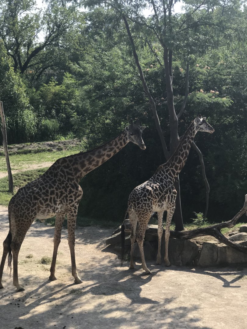 Giraffe Ridge— Masai Giraffe