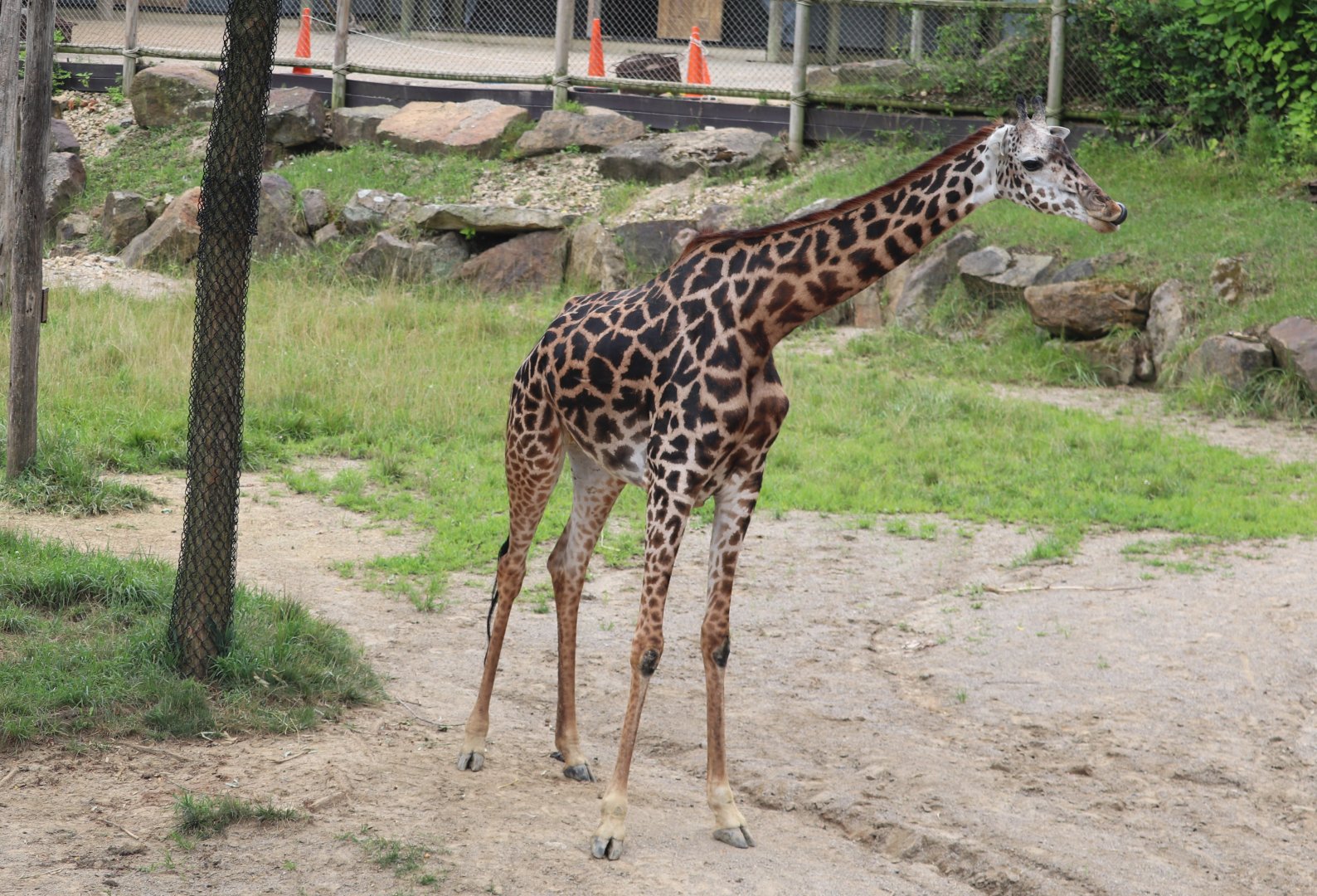 Giraffe Ridge - Masai Giraffe