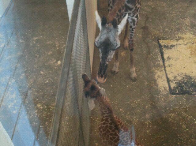Giraffe Ridge-Masai Giraffes-Baby Lulu and Mother Tessa