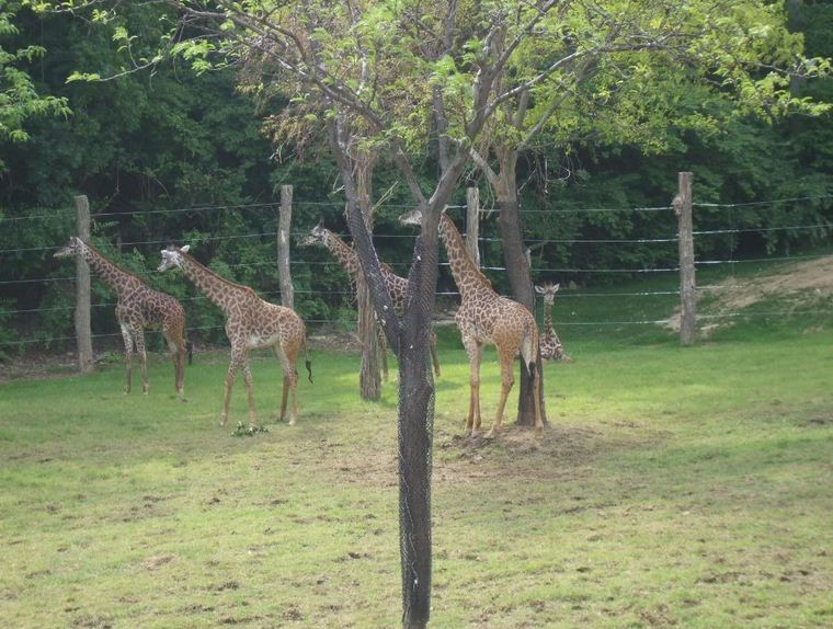 Giraffe Ridge-Masai Giraffes-Pekua, Tessa, Mtembei, Kimbaumbau, Akillah