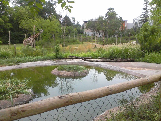 Giraffe Ridge- Mixed Bird Species Exhibit