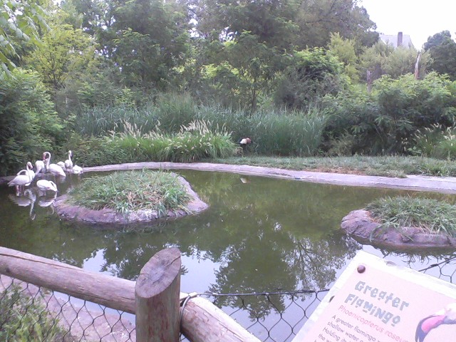 Giraffe Ridge- Mixed Bird Species yard