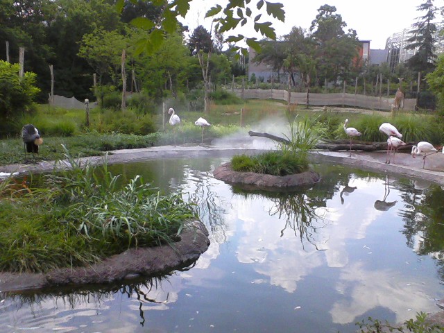 Giraffe Ridge- Mixed Species exhibit