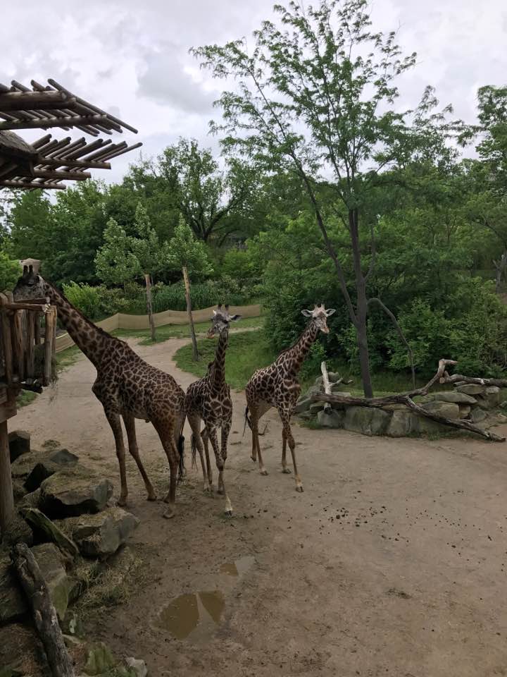 Giraffe Ridge