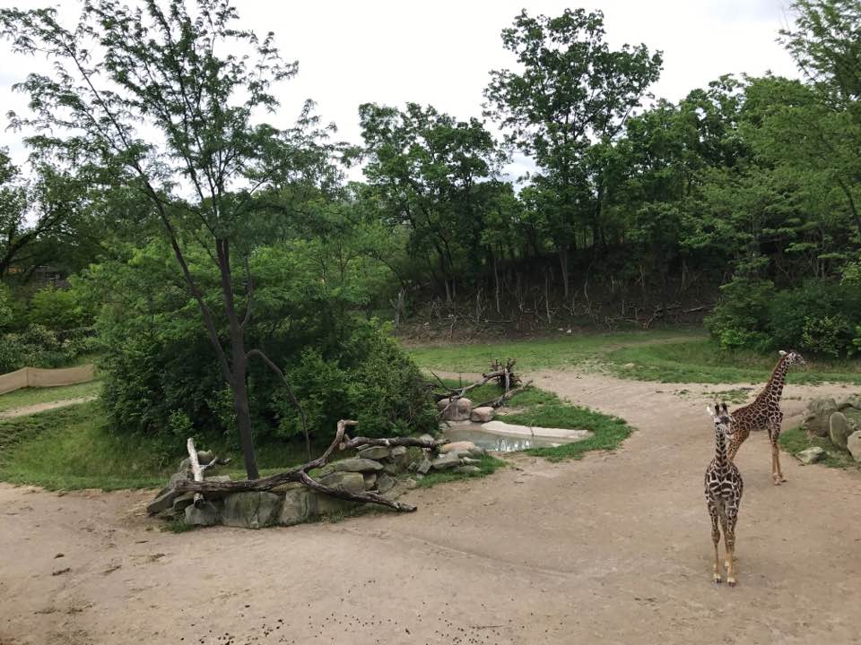 Giraffe Ridge