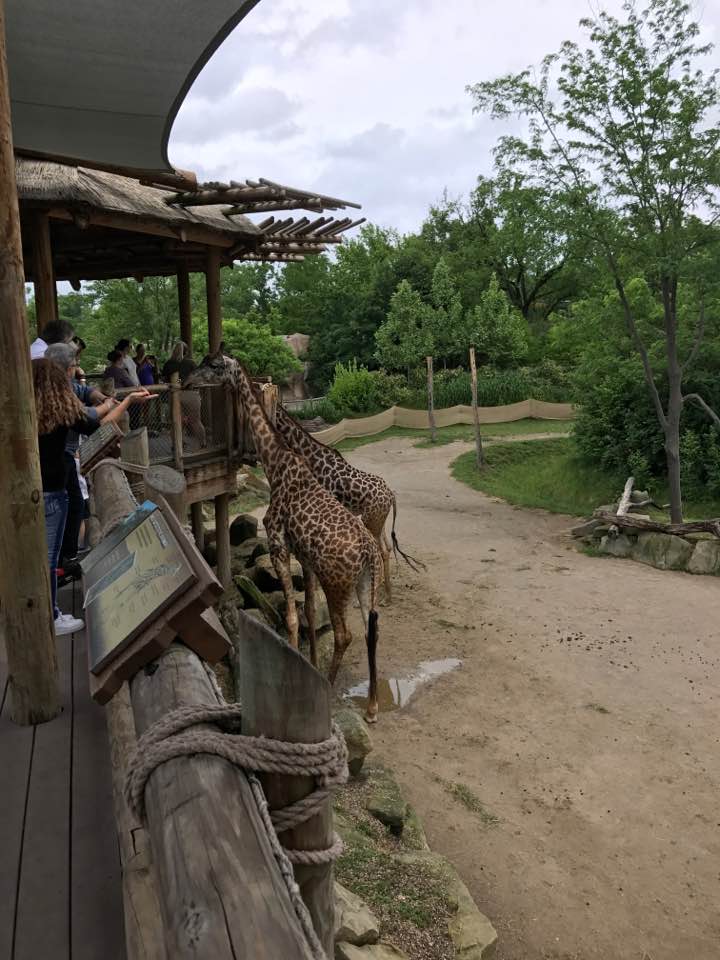 Giraffe Ridge
