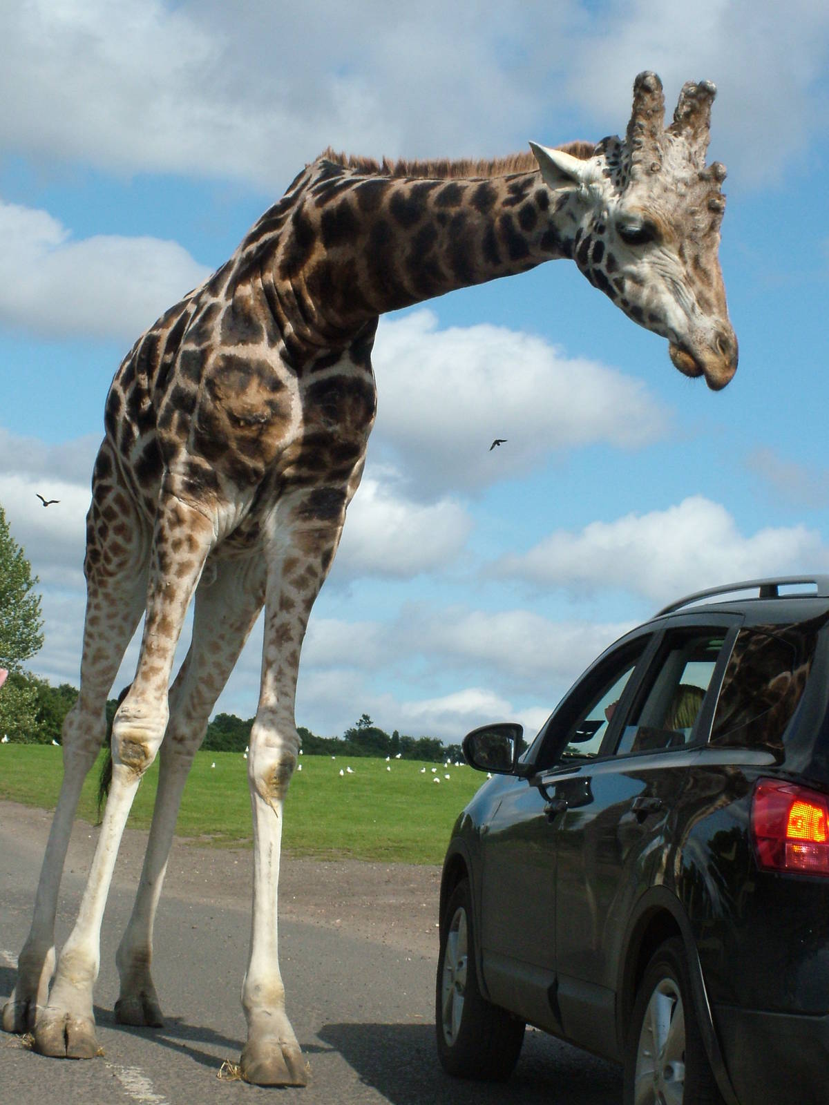 Giraffe roadblock at West Midland 16/08/09