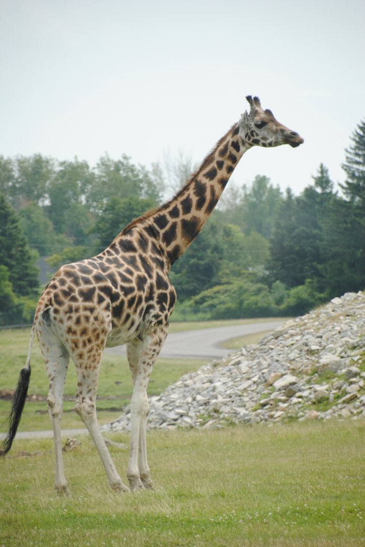 Giraffe (Rocky Ridge Veldt)