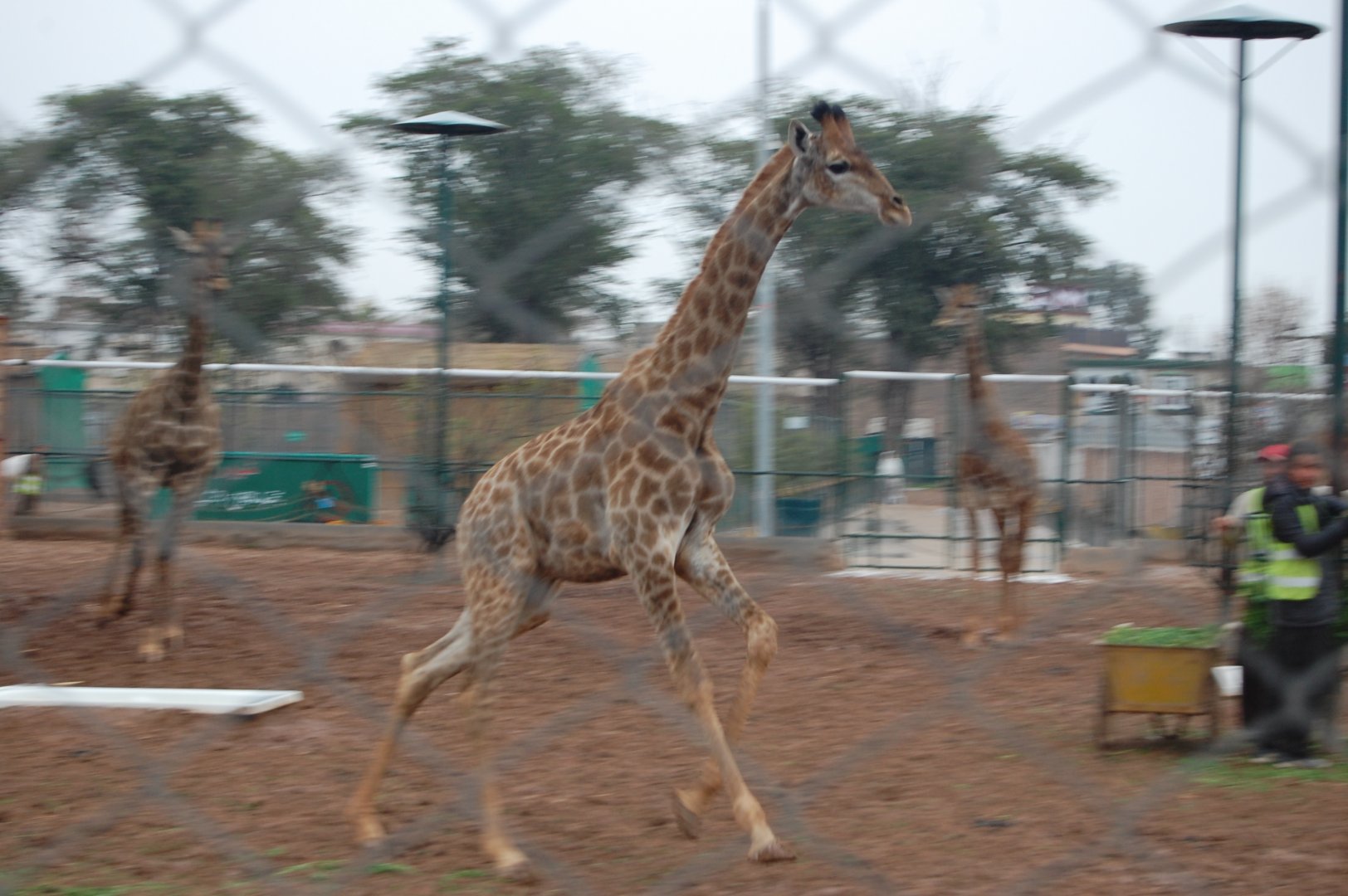 Giraffe running - Peshawar zoo 1/3/2019