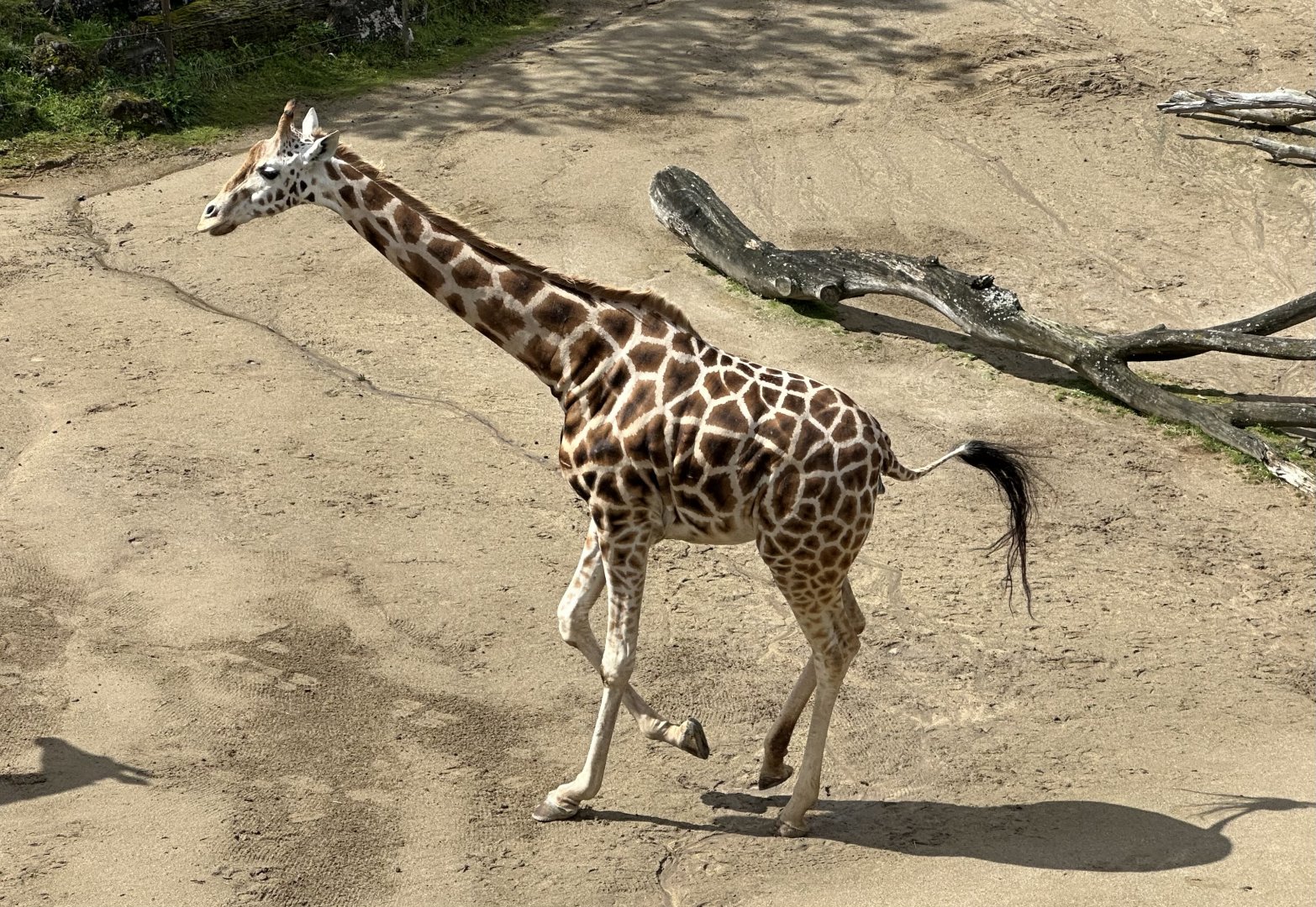 Giraffe Running