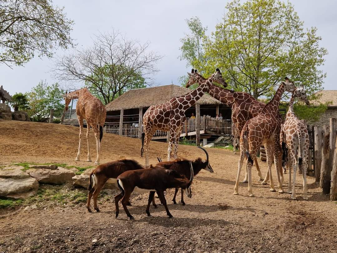 Giraffe/Sable African Savanna