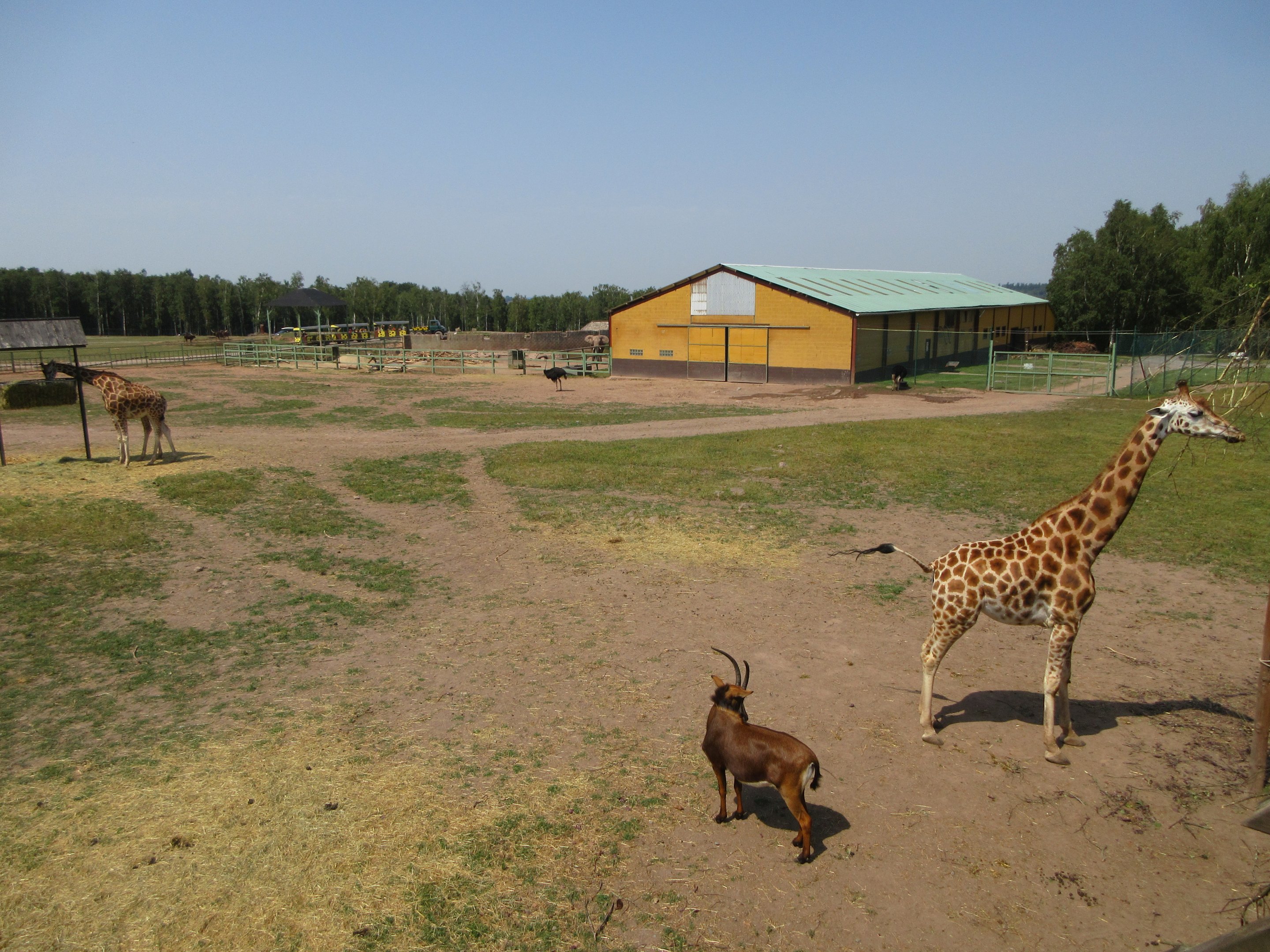 Giraffe + Sable Antelope + Elephant Barn