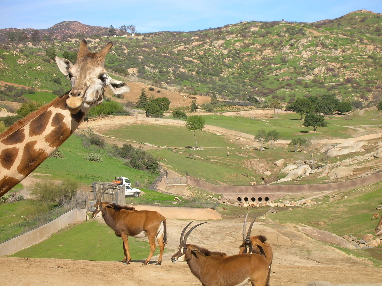 Giraffe & Sable Antelope