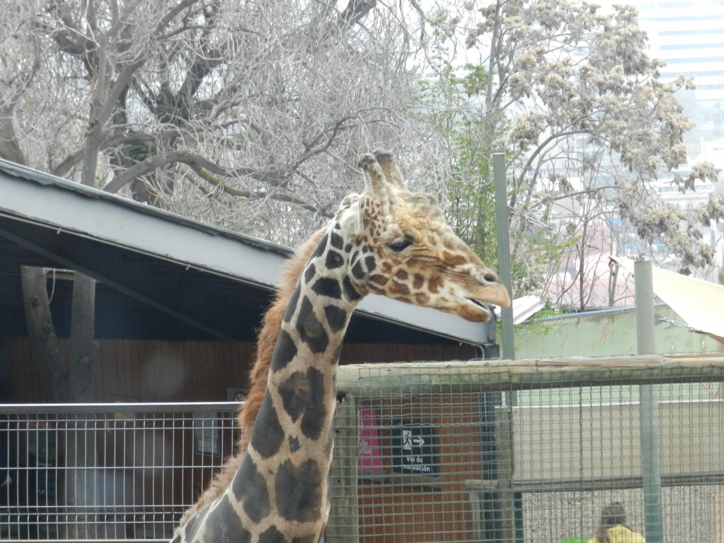 Giraffe - Santiago Zoo (Zoologico nacional)