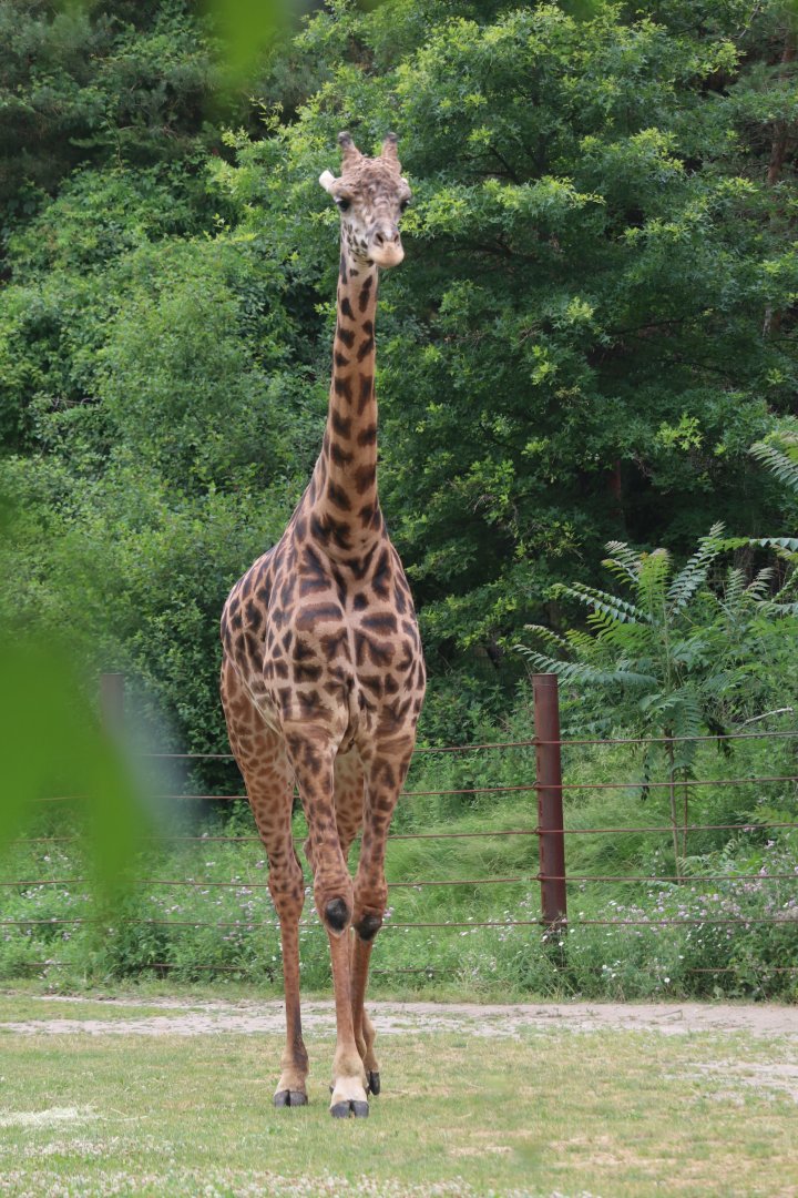 Giraffe Savanah - Masai Giraffe