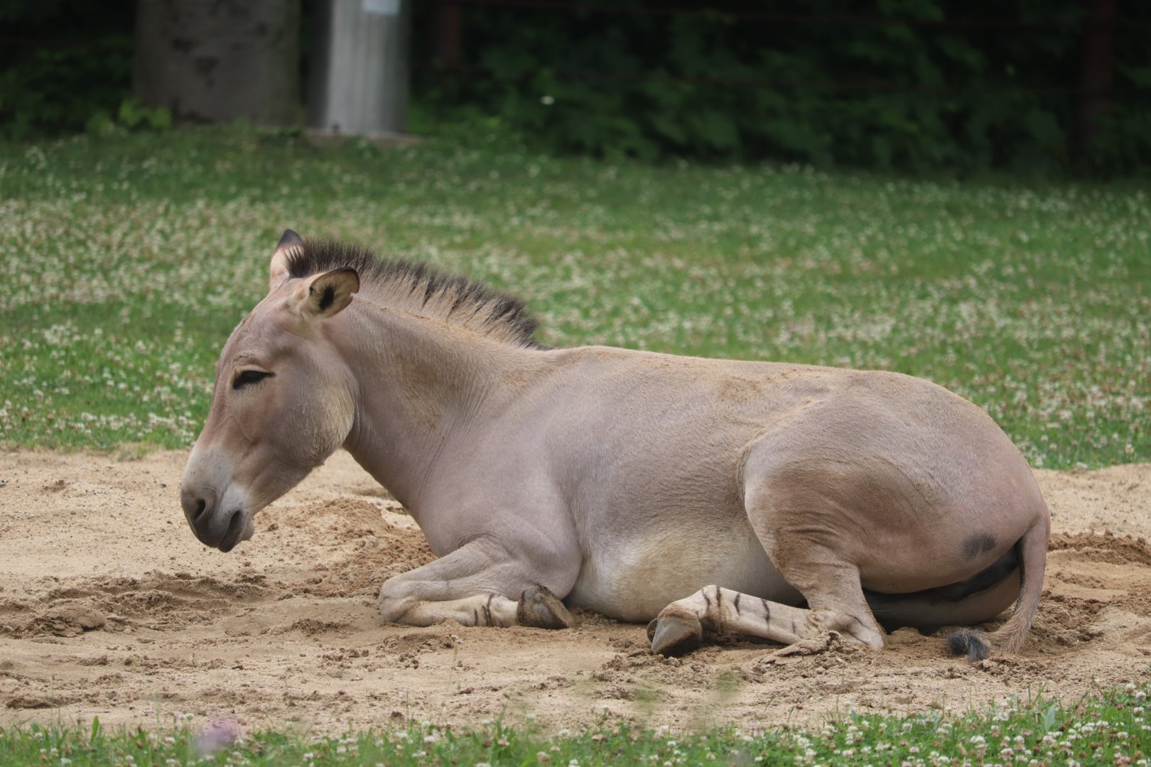 Giraffe Savanah - Somali Wild Ass