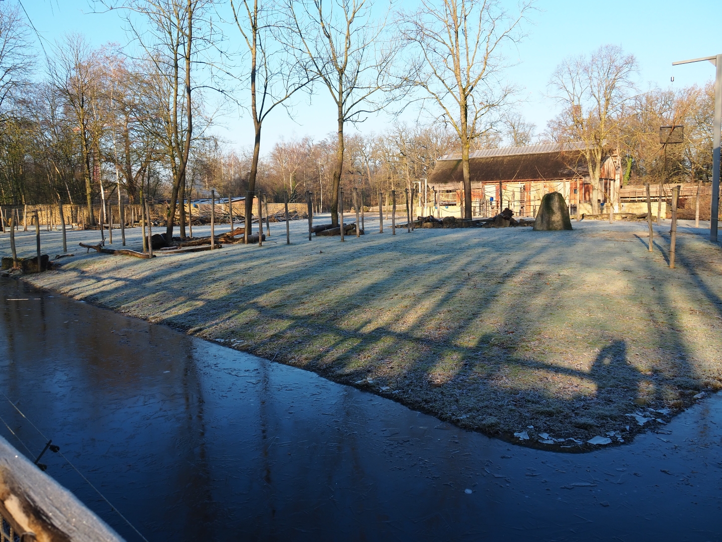 Giraffe savanna exhibit (Jan 20th, 2019)