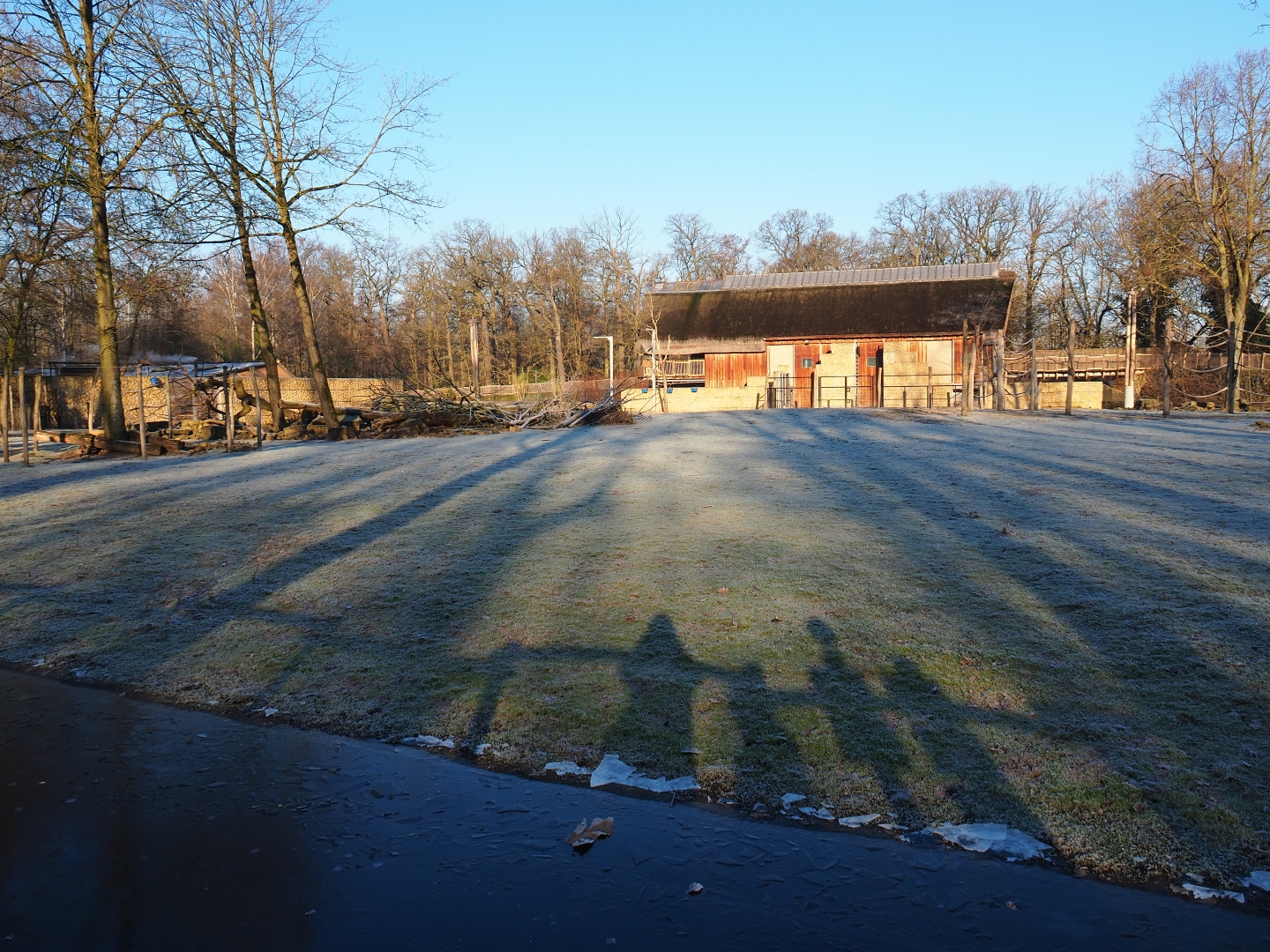 Giraffe savanna exhibit (Jan 20th, 2019)