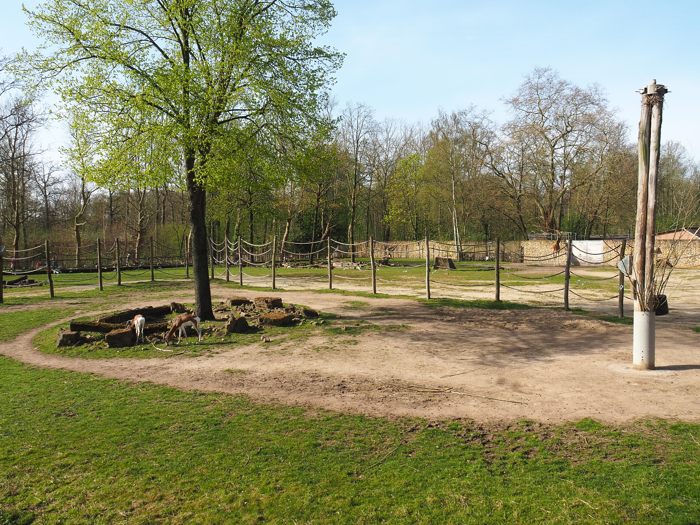 Giraffe savanna paddock, 2022-04-12
