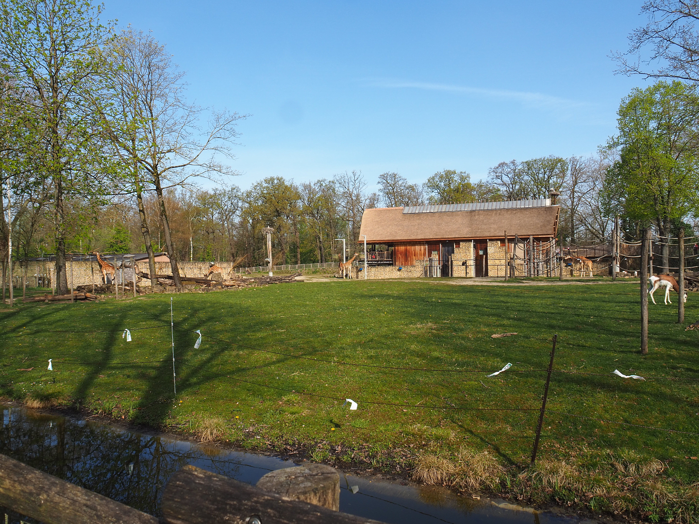 Giraffe savanna paddock, 2022-04-12