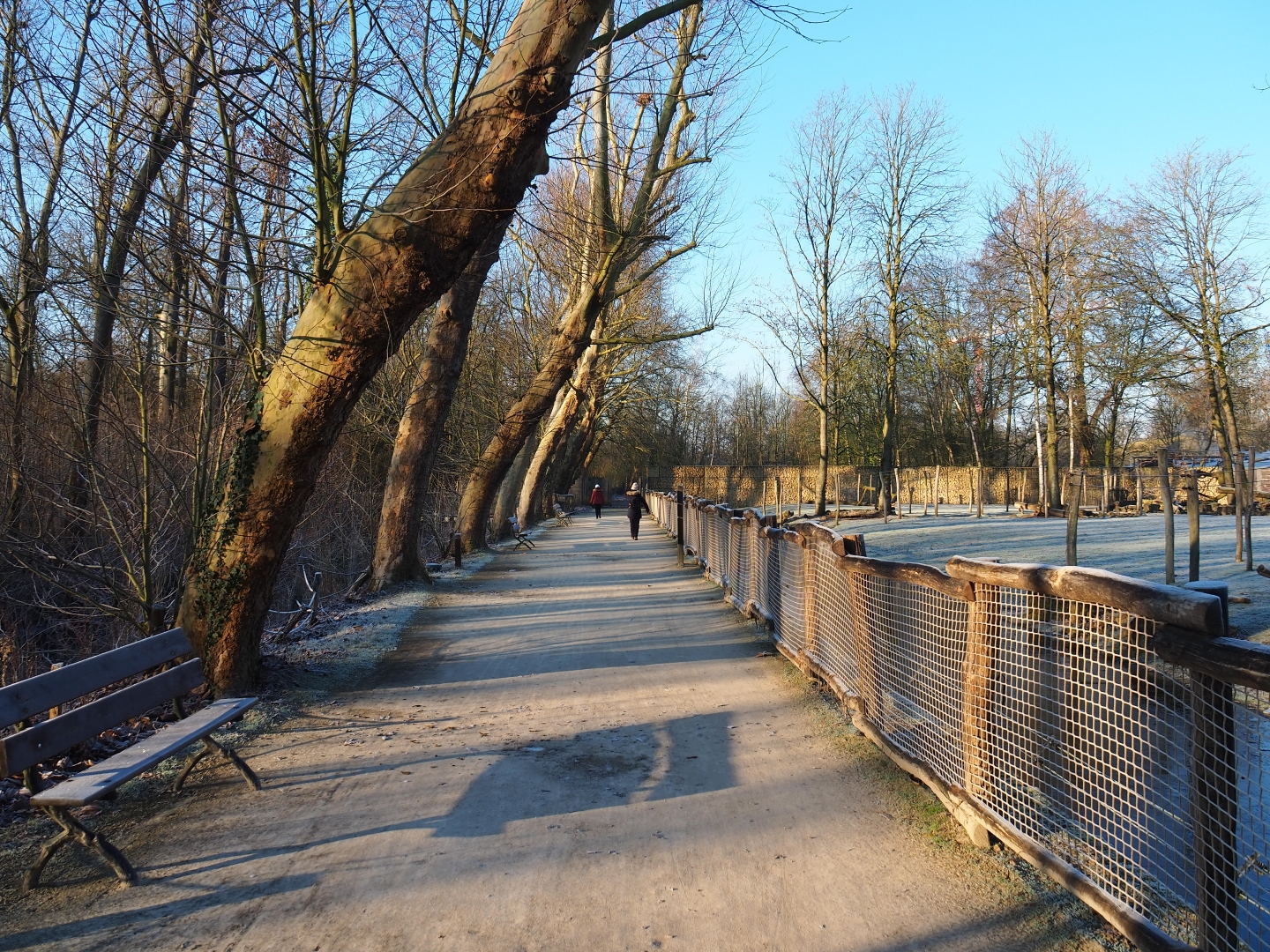 Giraffe savanna viewing area (Jan 20th, 2019)