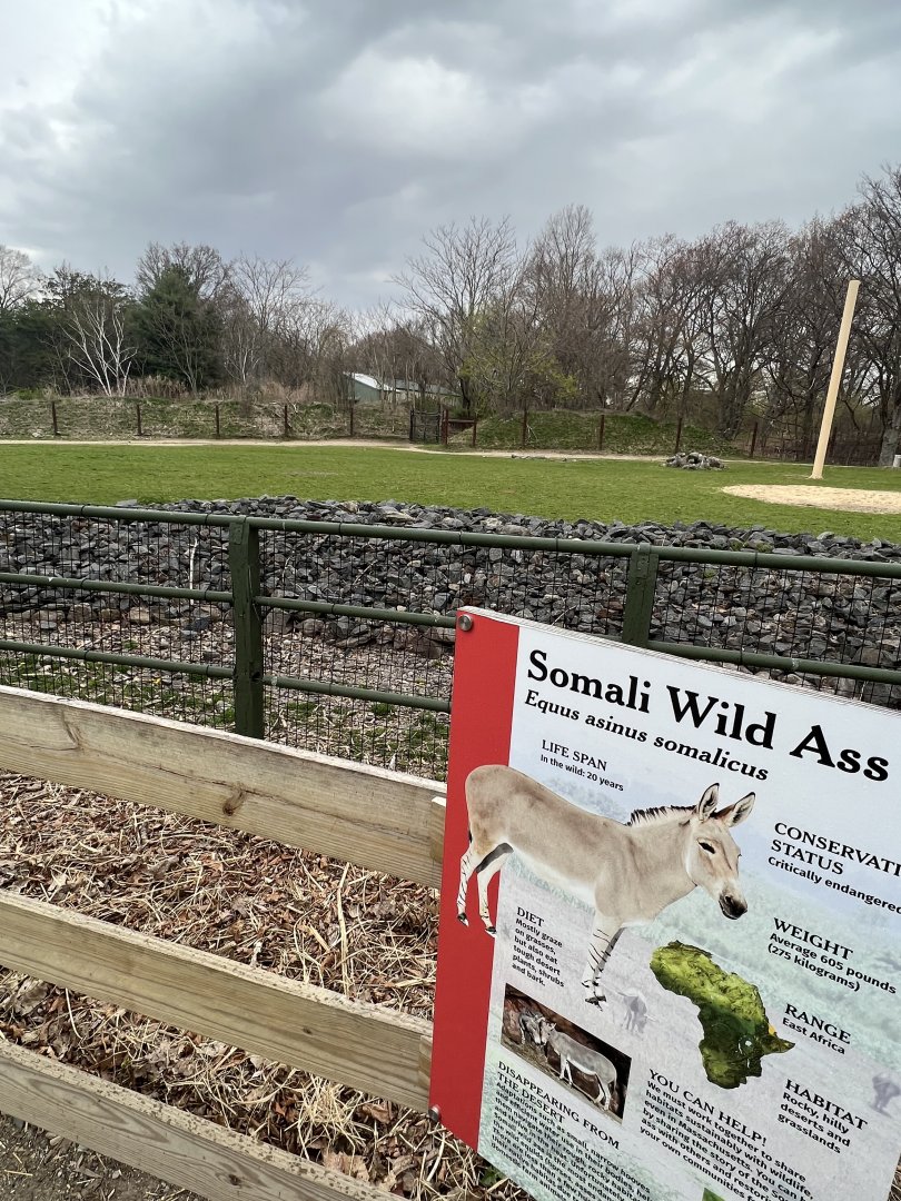 Giraffe Savanna (with Somali Wild Ass signage)