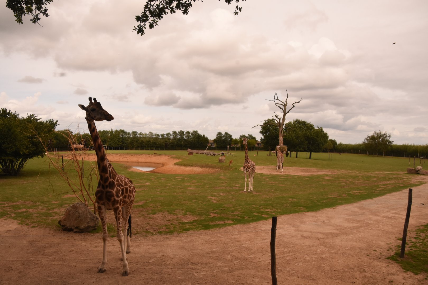 Giraffe savanna