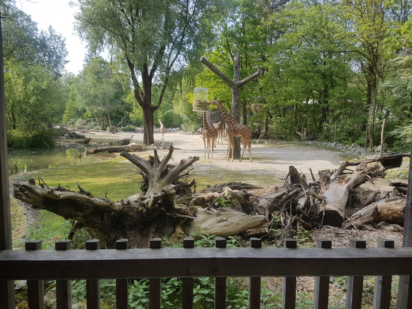 Giraffe Savannah, the View from the Viewing Area