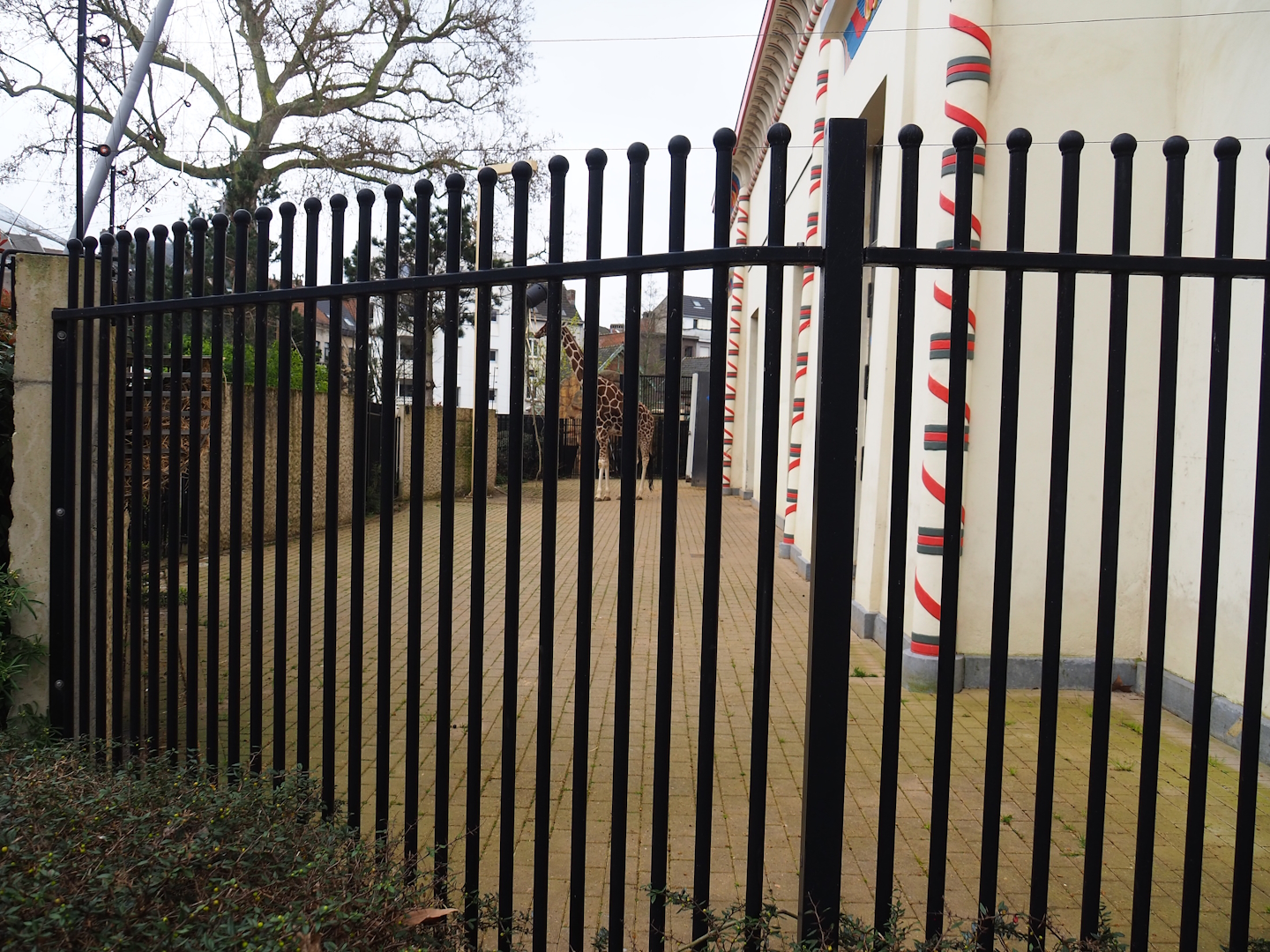 Giraffe separation paddock, 2023-04-08