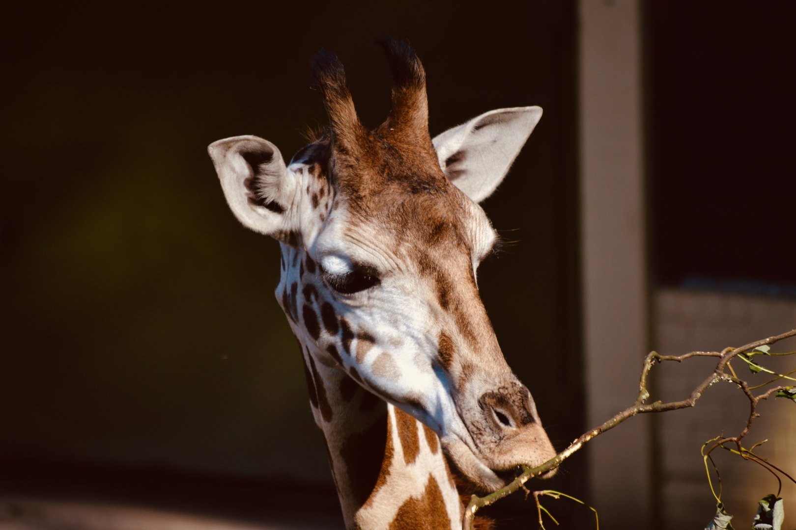 Giraffe - September 2020