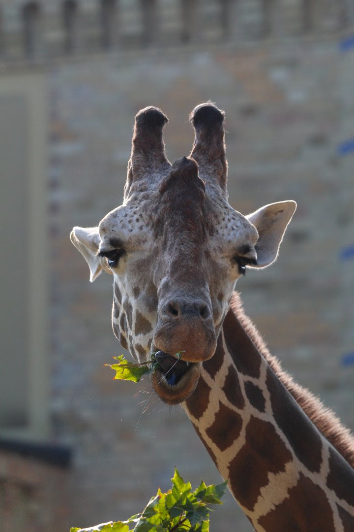 Giraffe- September 2024